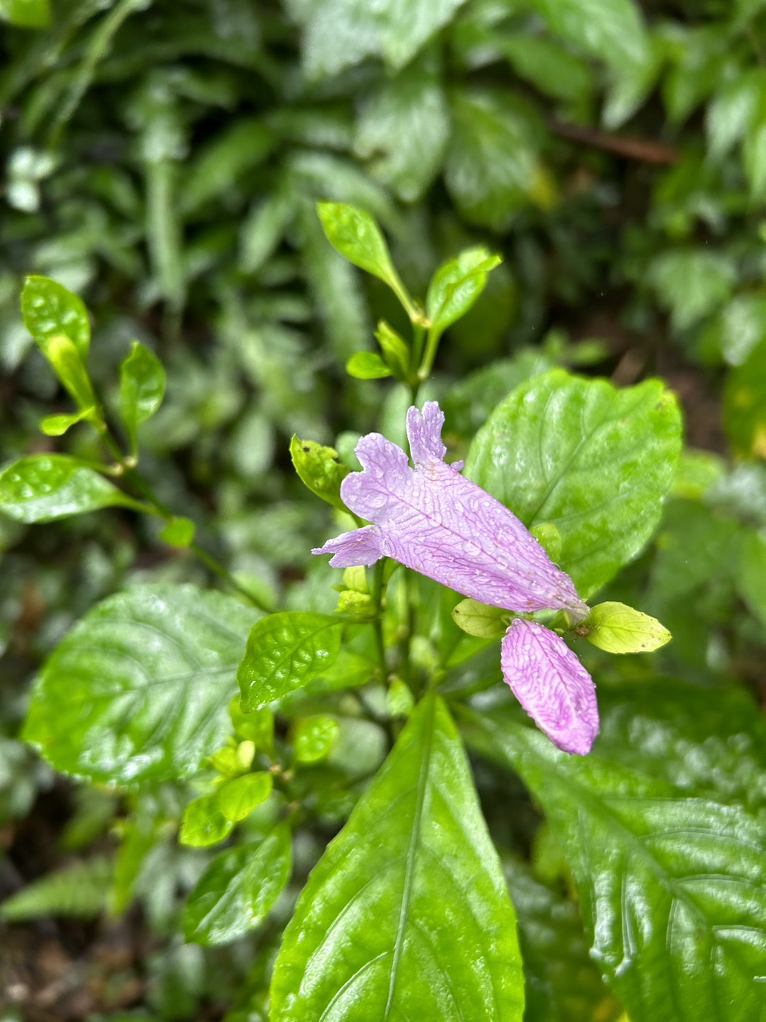 Assam Indigo (Strobilanthes cusia)