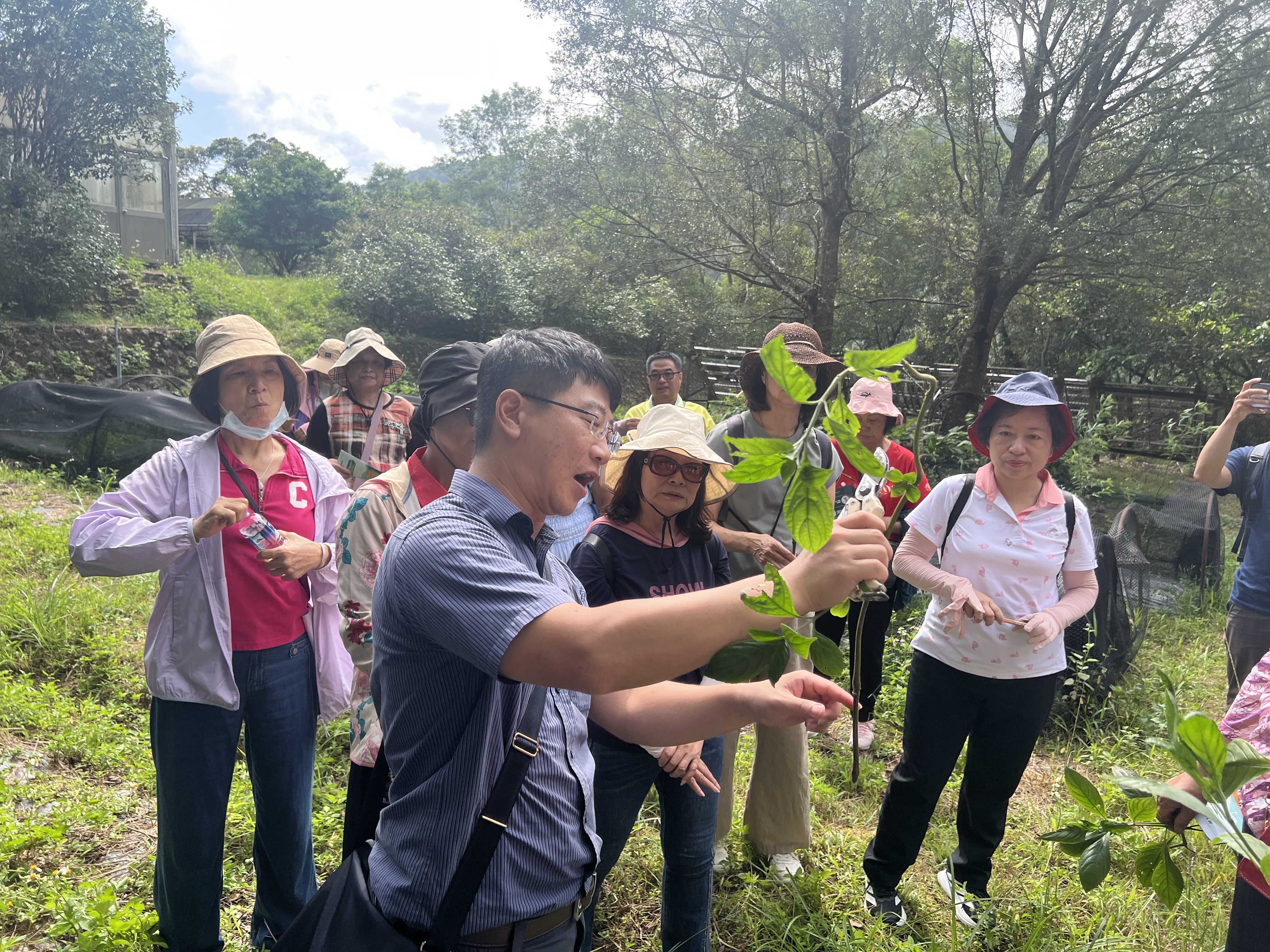 於宜蘭大學大礁溪實驗林場林下經濟示範區解說馬藍與天仙果枝栽培