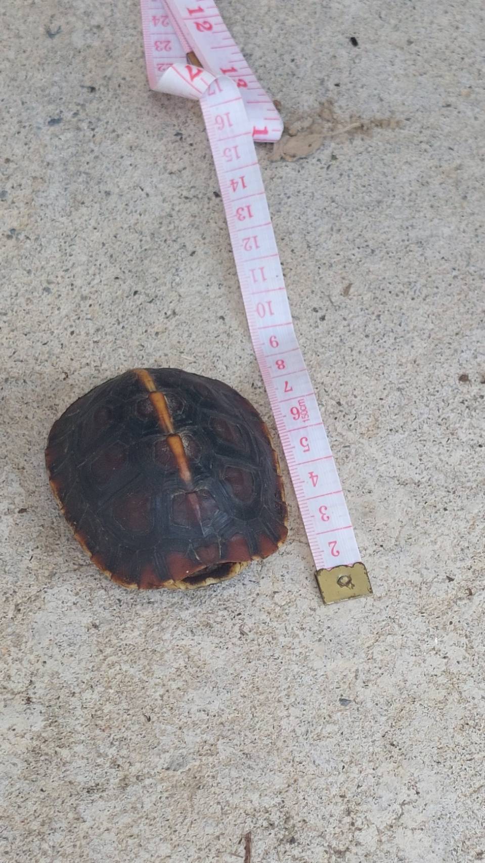 食蛇龜幼龜