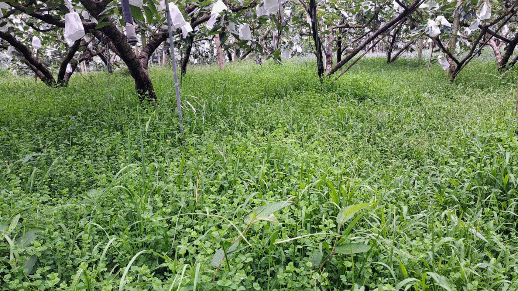 實施草生栽培租地