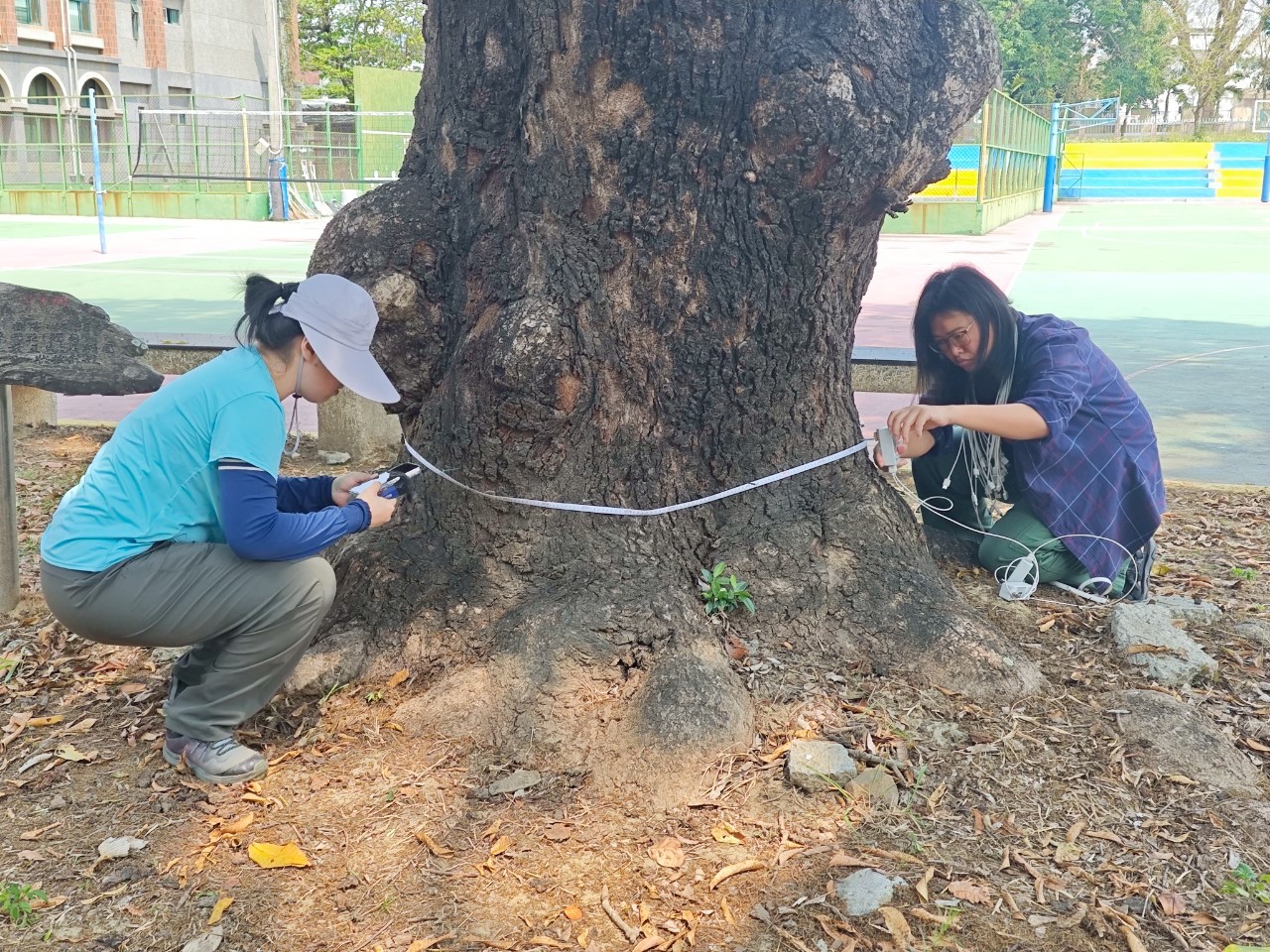 Protected Trees Health Examination and Risk Assessment Demonstration

