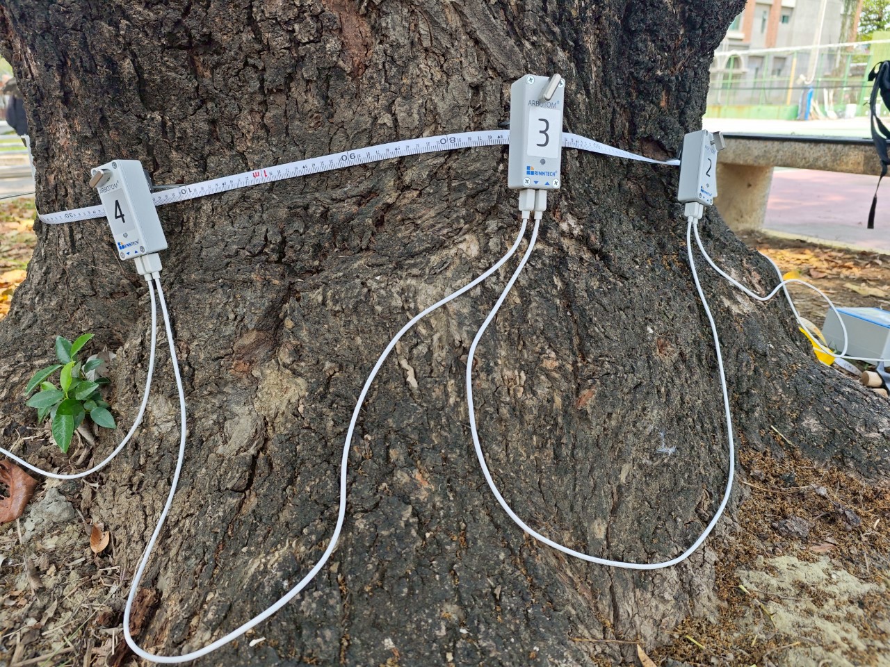 Protected Trees Health Examination and Risk Assessment