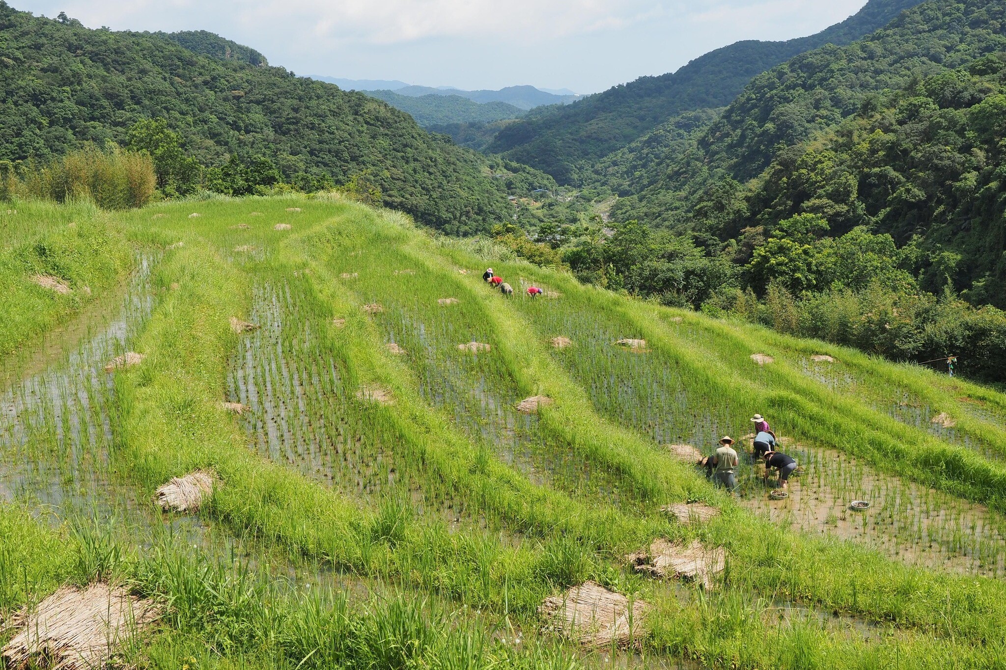 Taiwan Ecological Network (TEN)