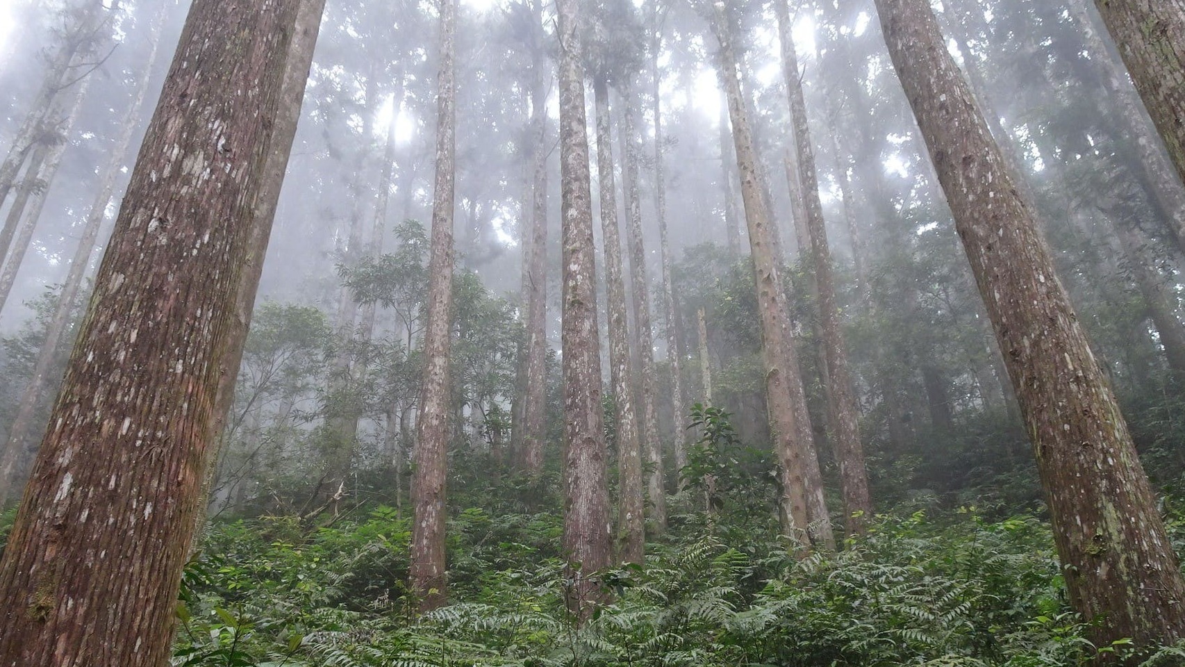 森林永續經營及產業振興計畫