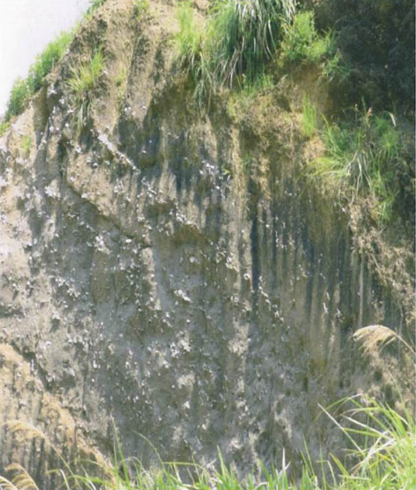 圖4. 過港貝化石列冊追蹤I區範圍化石出露剖面非常明顯