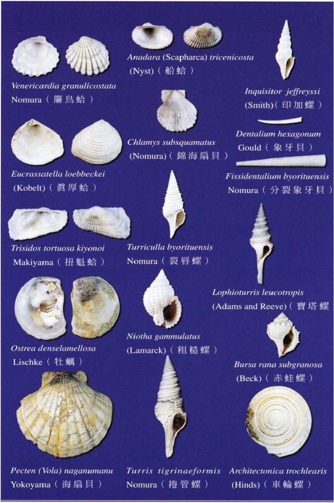 圖9. 過港貝化石層中主要的貝化石屬種