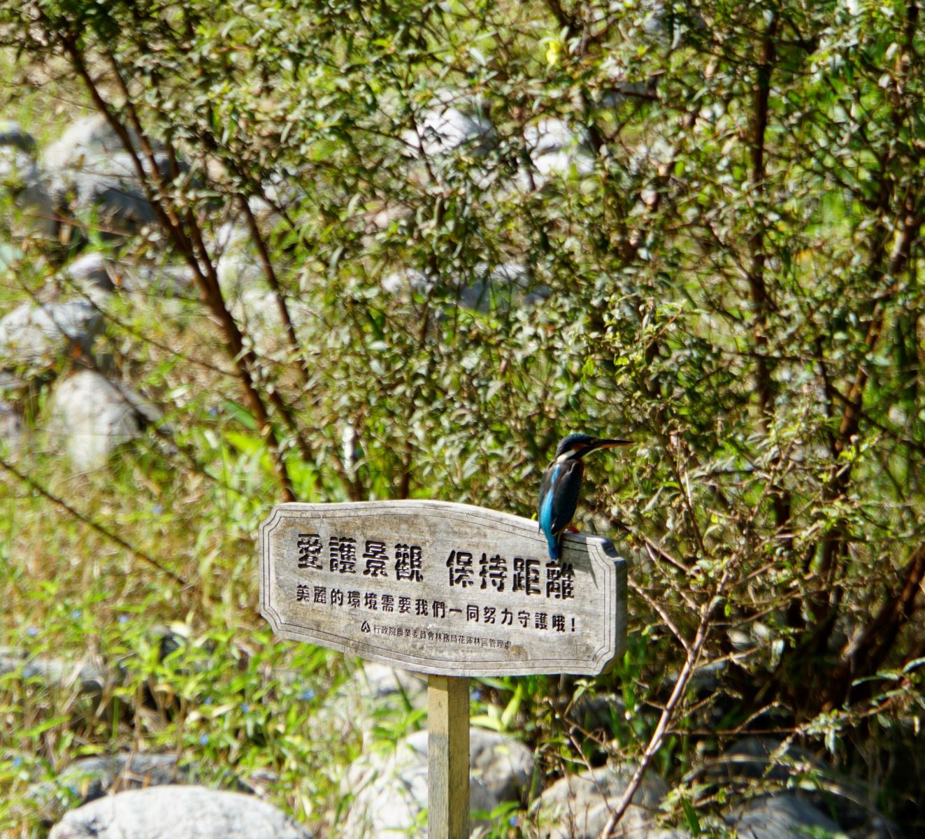 水池邊上，好整以暇的站著一隻翠鳥