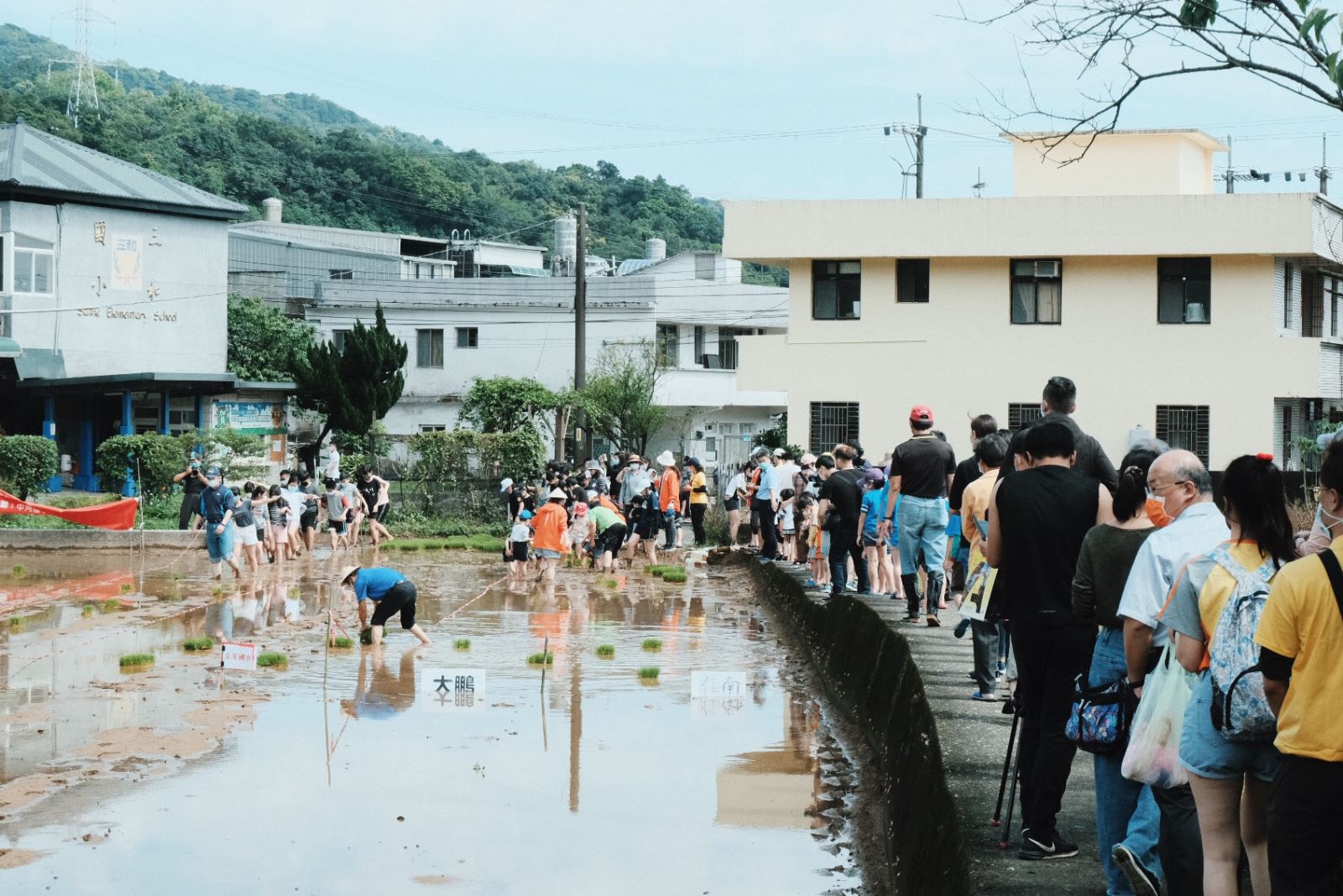 彩田每年皆會舉辦插秧活動，提供鄰里居民以及孩童親自下田的體驗