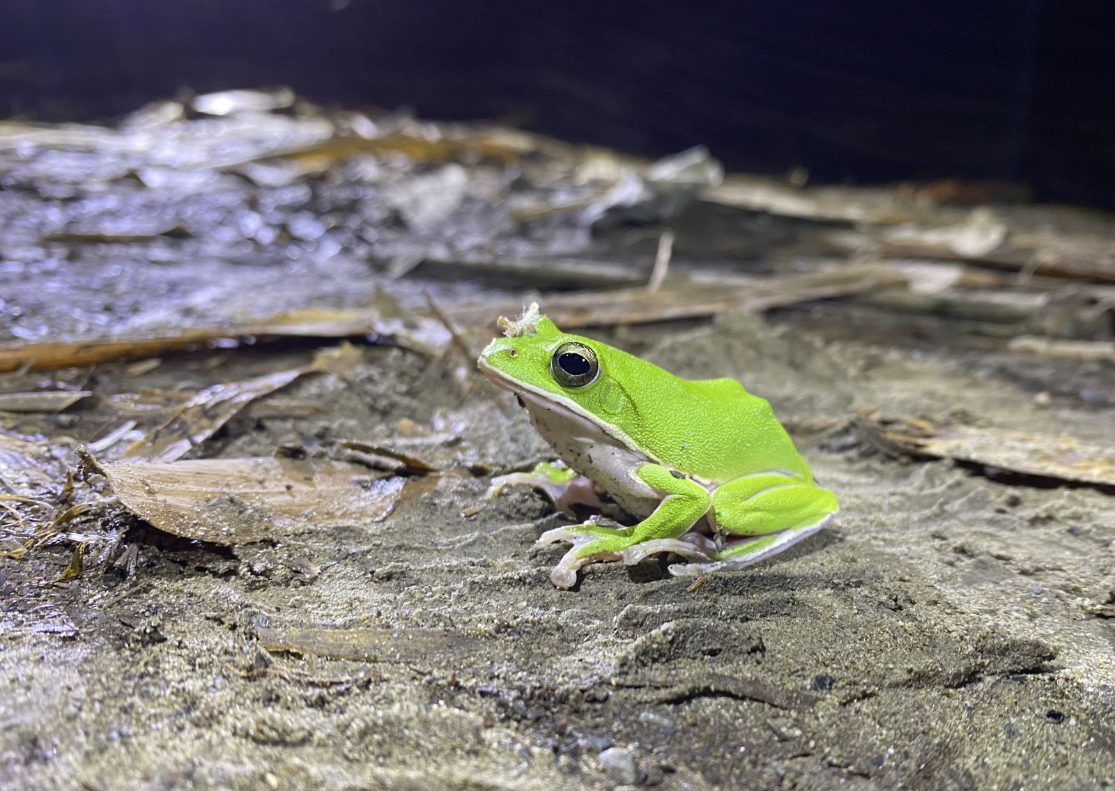 從1995年諸羅樹蛙首次被發現命名之後，通體翠綠而美麗的模樣，立即引起外界熱烈的矚目