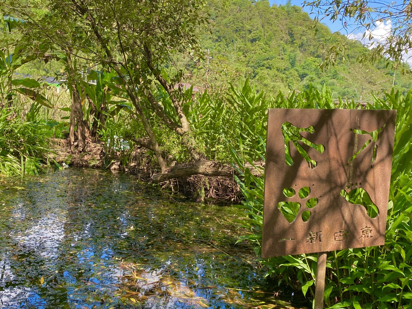 「吟詩綠曲園區」生態池是社區裡第一個成立保育臺灣白魚的區域