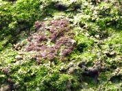 桃園觀音藻礁-藻礁