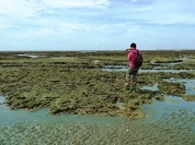 桃園觀音藻礁-觀察者