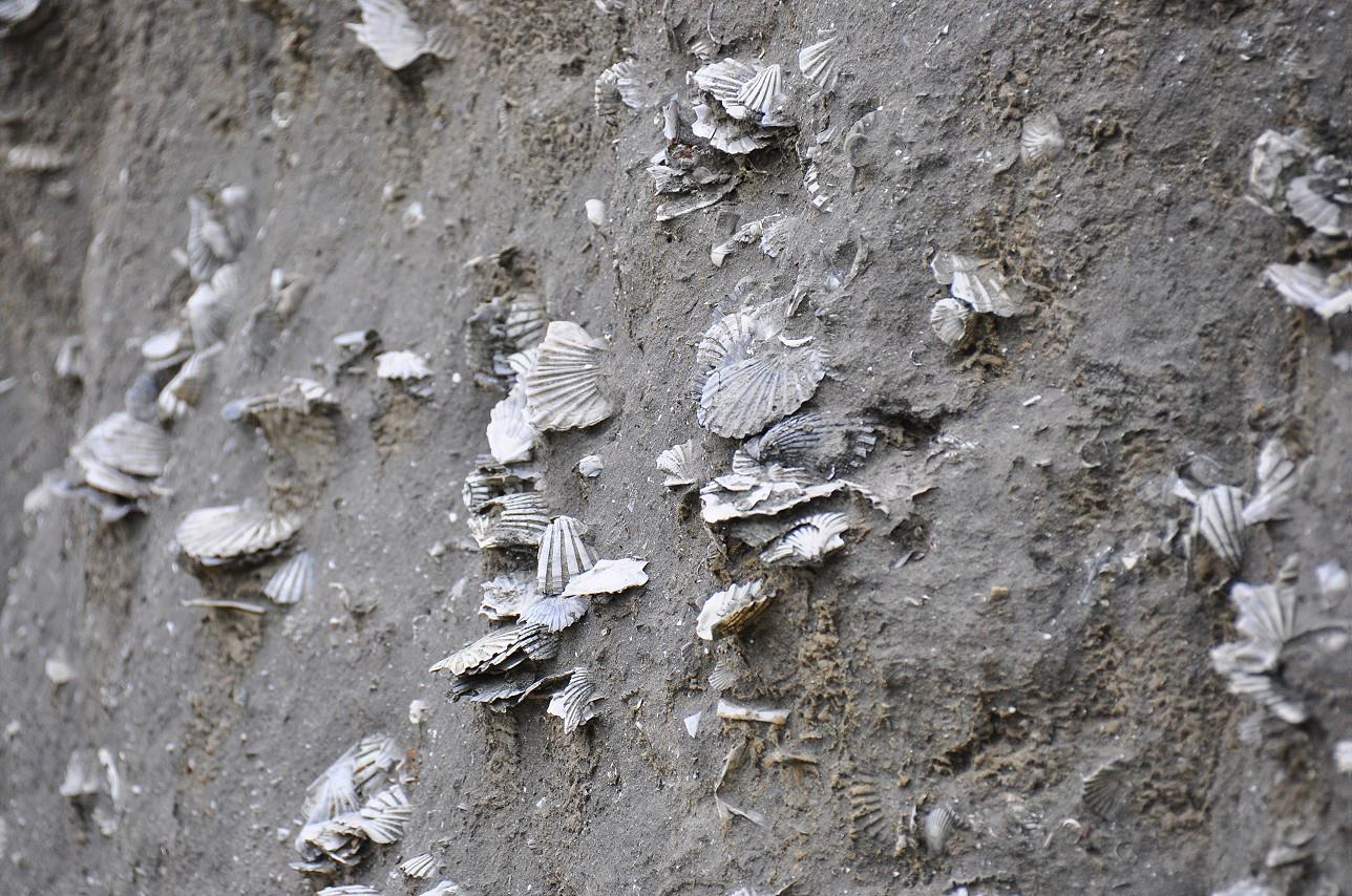 過港剖面的海扇蛤化石層近觀，主要的種類為長沼掌形海扇<em>(Pecten