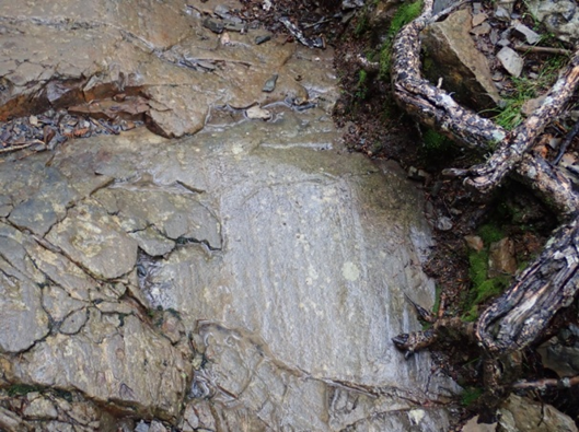 圖5 雪山主峰步道9K後的冰坎上有明顯冰河擦痕(近照)