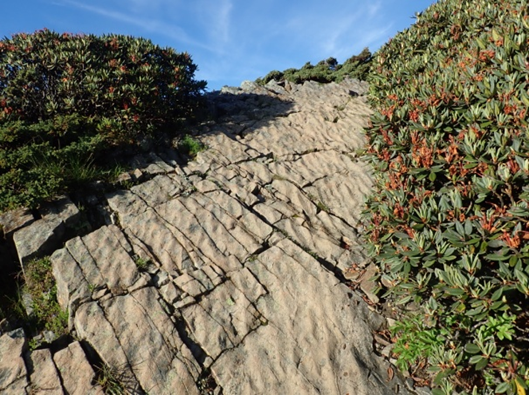 圖11 雪山主峰步道上可見到波痕小地景