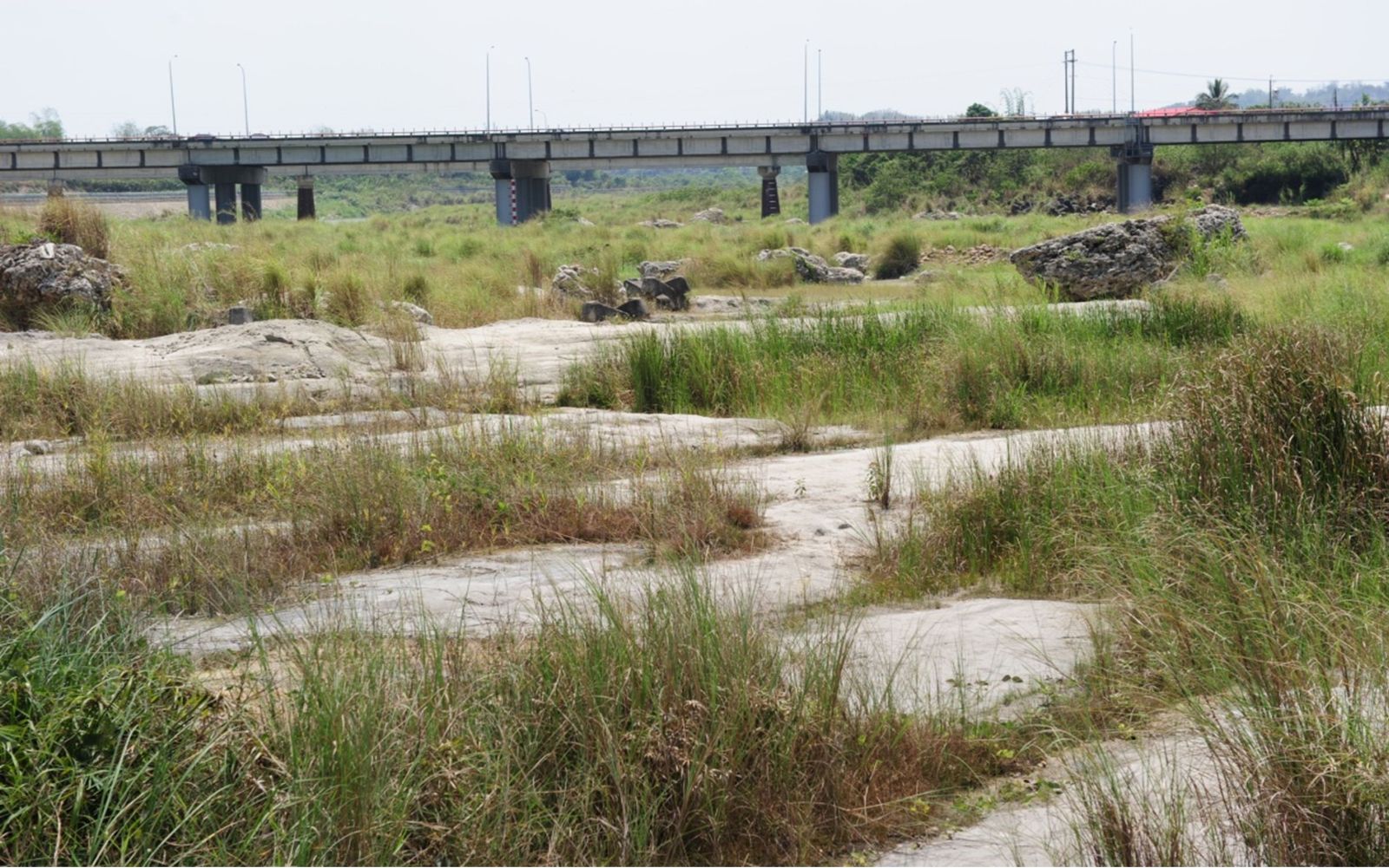 圖4. 本分署出露的灰色泥質岩體