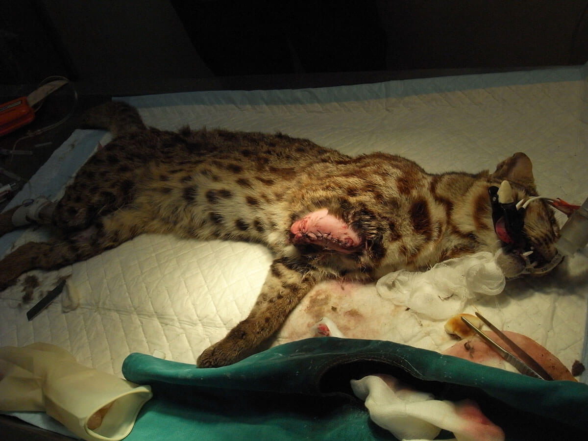 建立保育醫學研究及冷凍遺傳物質保存機制，完整收集石虎疾病及致死因子，保存遺傳物質(及死亡新鮮雄性精子)以利後續族群研究