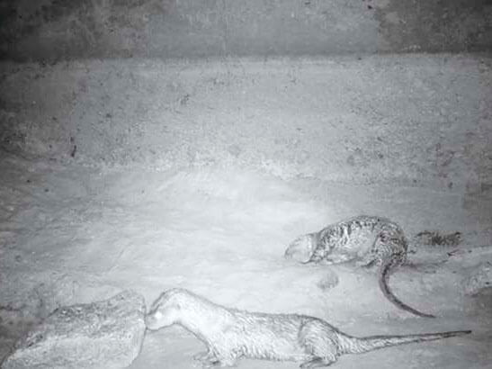 推動「瀕危物種及重要棲地生態服務給付推動方案」，鼓勵水獺熱點社區共同營造水獺友善棲息環境，以及參與水獺巡護監測工作。（金門縣政府建設處提供）