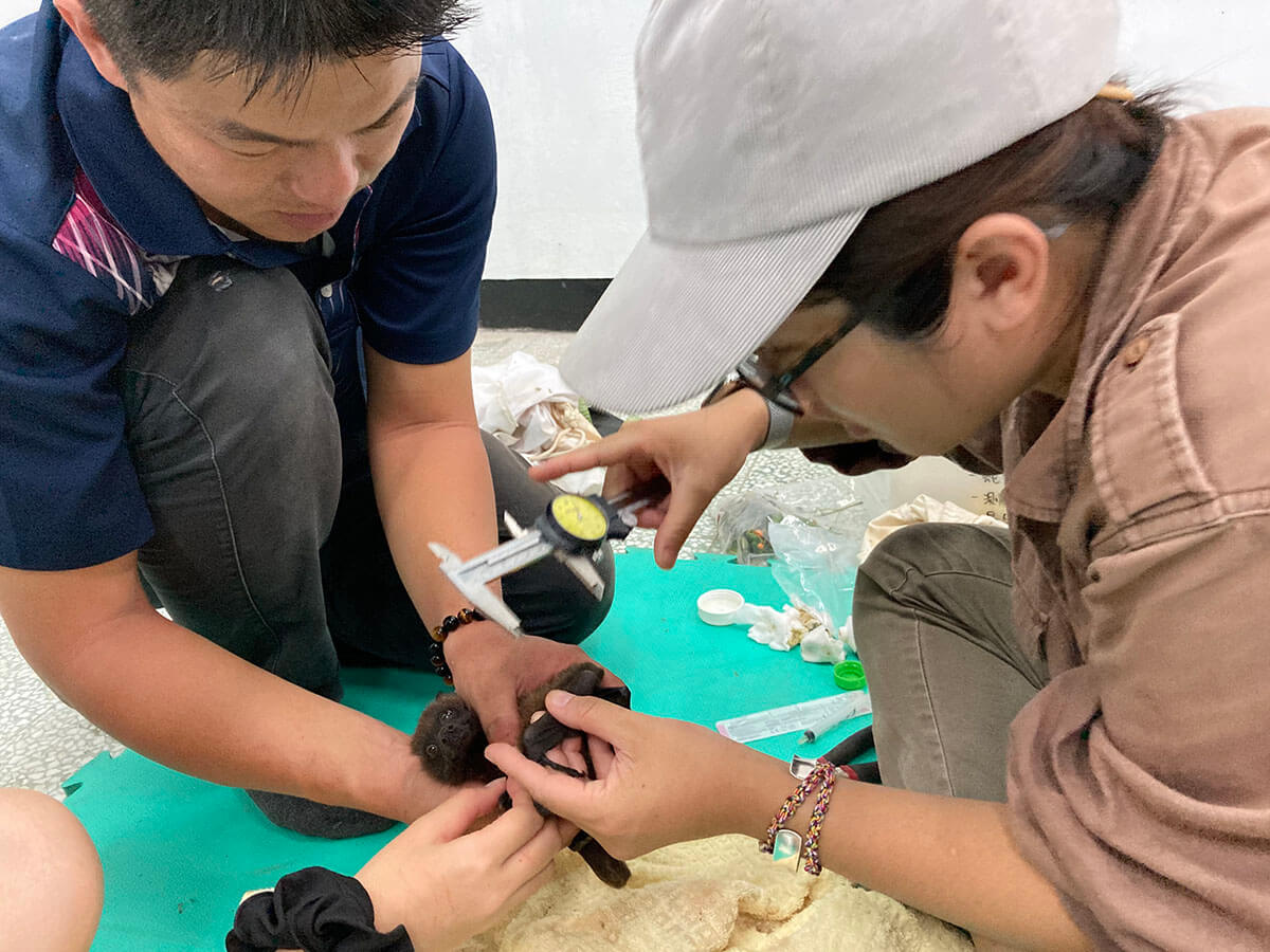 系統性進行臺灣狐蝠分布調查及主要族群監測，並持續釐清臺灣狐蝠對棲所選擇與遷移活動模式