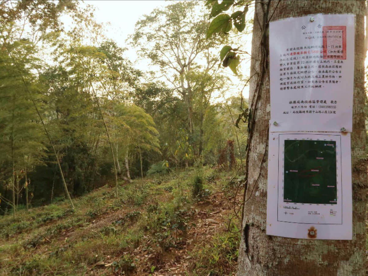 陸續收回日月潭非法占用的農作土地，改善周遭植被，避免化學農藥滲入，並加強巡護與減少租地不當使用，維護魚池琴蛙棲地品質。(林春富攝)