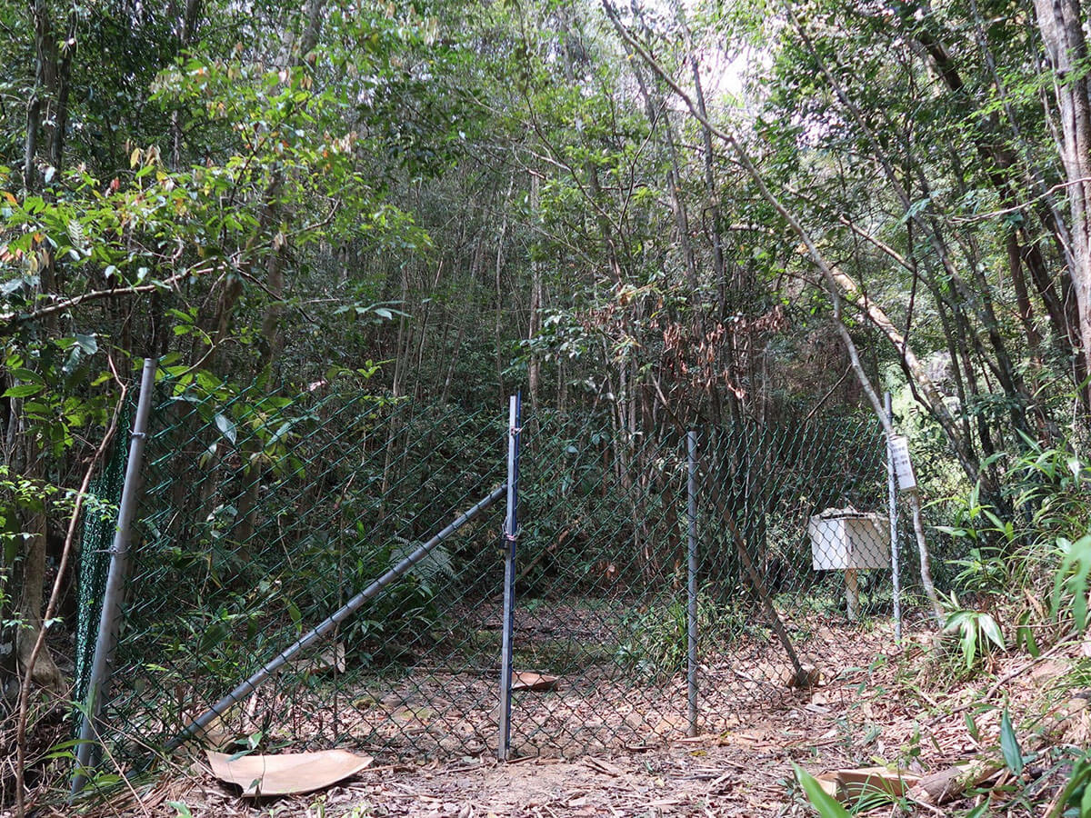 營造適合魚池琴蛙生存的場所，並嚴格管制蓮華池族群的棲地。持續藉由棲地與族群的監測，調整經營管理策略，以維持棲地品質。(林春富攝)