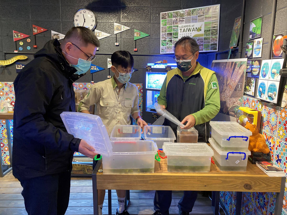 蒐集野外即將乾涸的魚池琴蛙胚胎，建置域外備援族群，同時進行棲地再營造，透過移地復育行動，增加分布面積及族群數量。(陳運萱攝)
