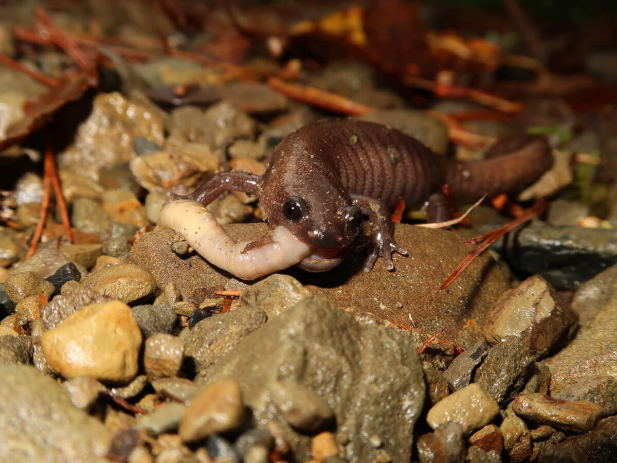 相關政府機關推動轄管棲地之山椒魚族群監測及研究計畫，據以研擬保育與棲地管理策略。（林春富攝）