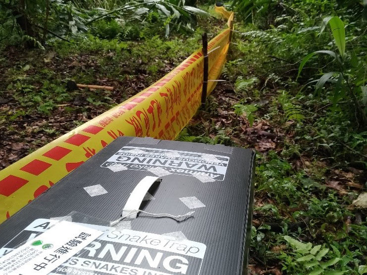 測試建立未來金絲蛇長期監測方法，以確認金絲蛇分布及族群狀況。(林德恩攝)
