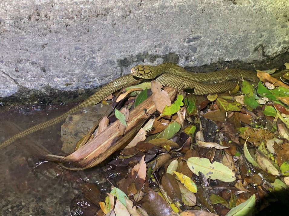 調查及移除棲地內不當放生之非本地蛇類，避免威脅族群生存。(傅家賢攝)