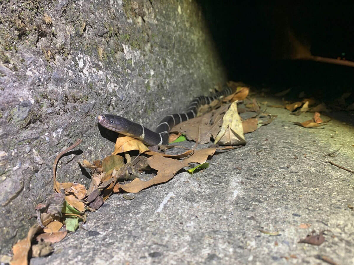 調查及移除棲地內不當放生之非本地蛇類，避免威脅族群生存。(傅家賢攝)