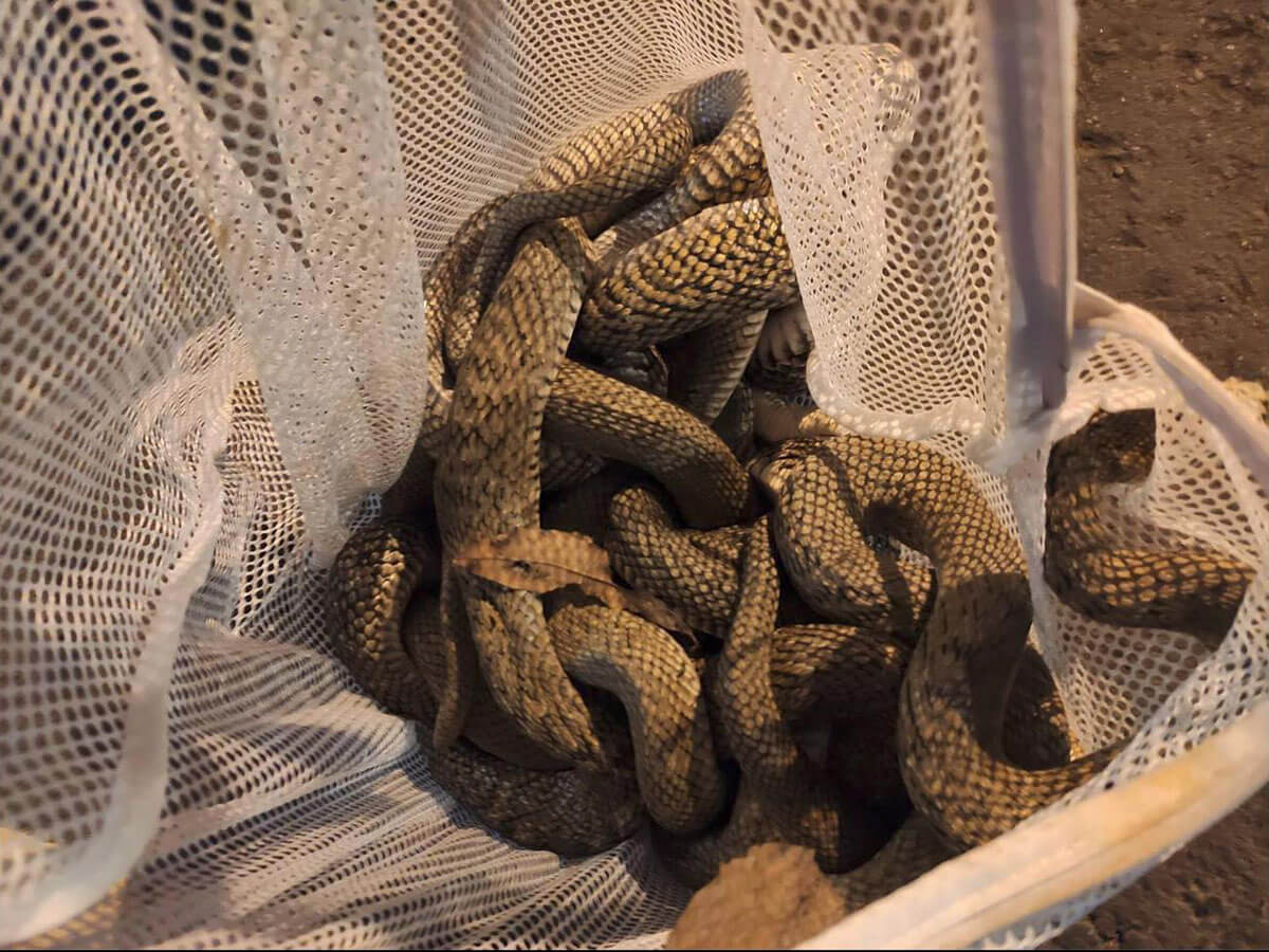 調查及移除棲地內不當放生之非本地蛇類，避免威脅族群生存。(傅家賢攝)