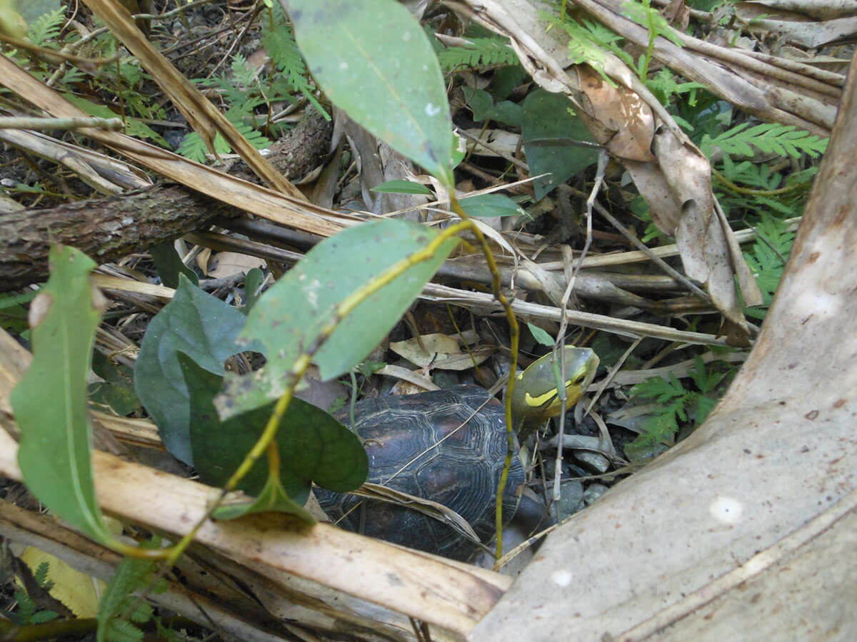 整合國內專業野生動物醫療照養團隊，監測與控管收容之食蛇龜與柴棺龜疾病狀況。尋覓適合棲地，以軟性（漸進式）野放方式來移地分流野放，並持續監測野放族群追蹤、存活率與健康狀態。