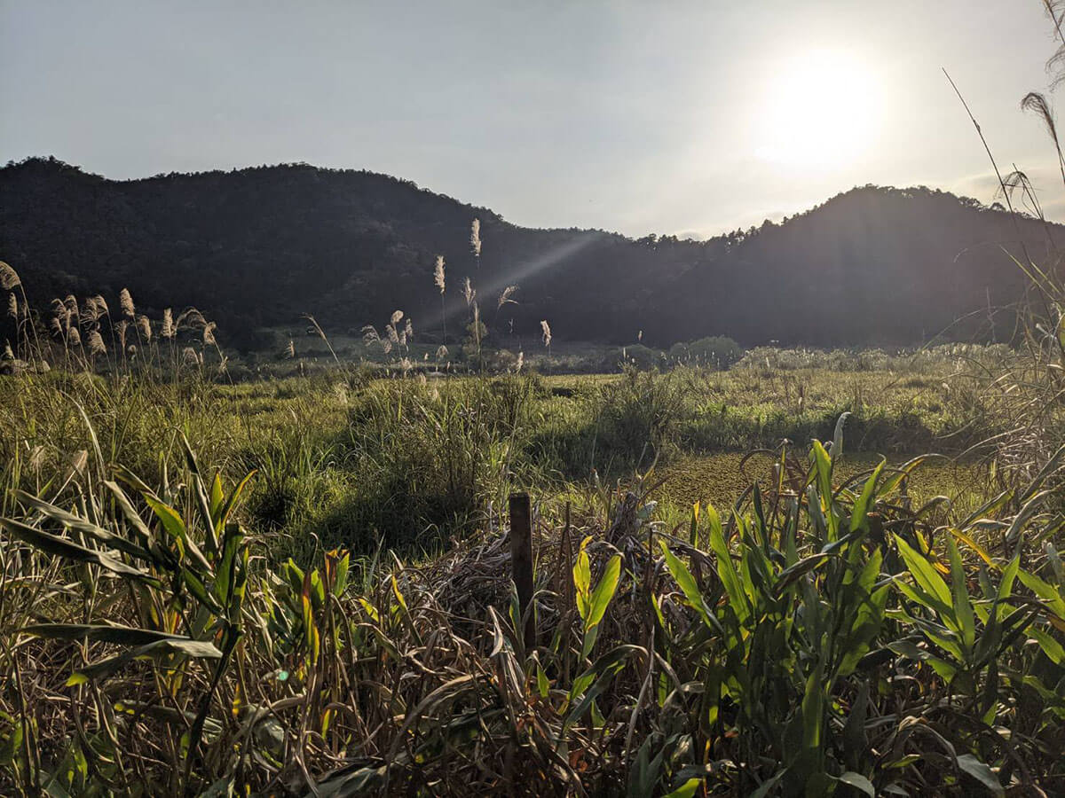 雙連埤擁有珍貴的湖泊溼地生態，且柴棺龜在雙連埤的族群數量十分穩定，是全台灣第二主要繁殖地，部分水域與周遭林地皆屬保護區（謝典修攝）