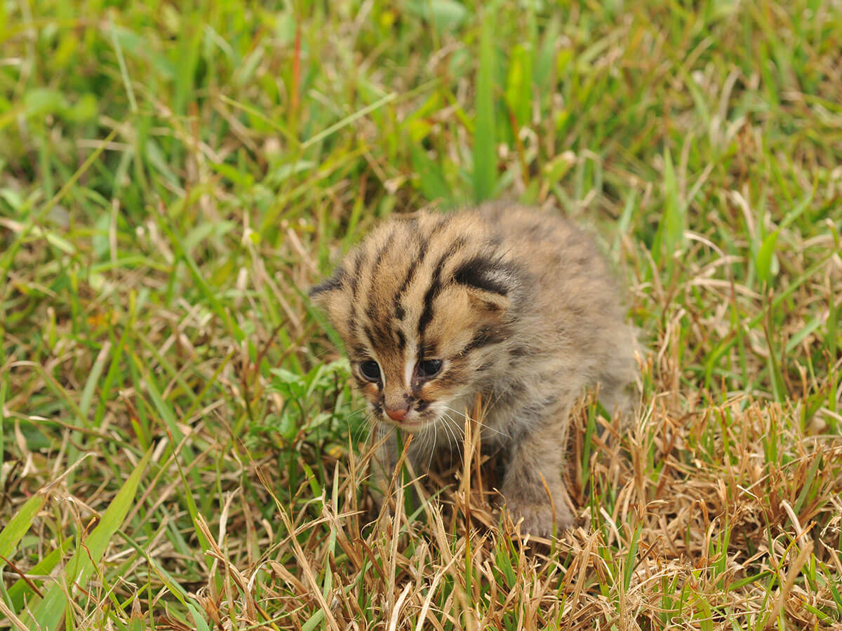 少數石虎幼獸因人為干擾或天災造成失親（特有生物研究保育中心提供影像）
