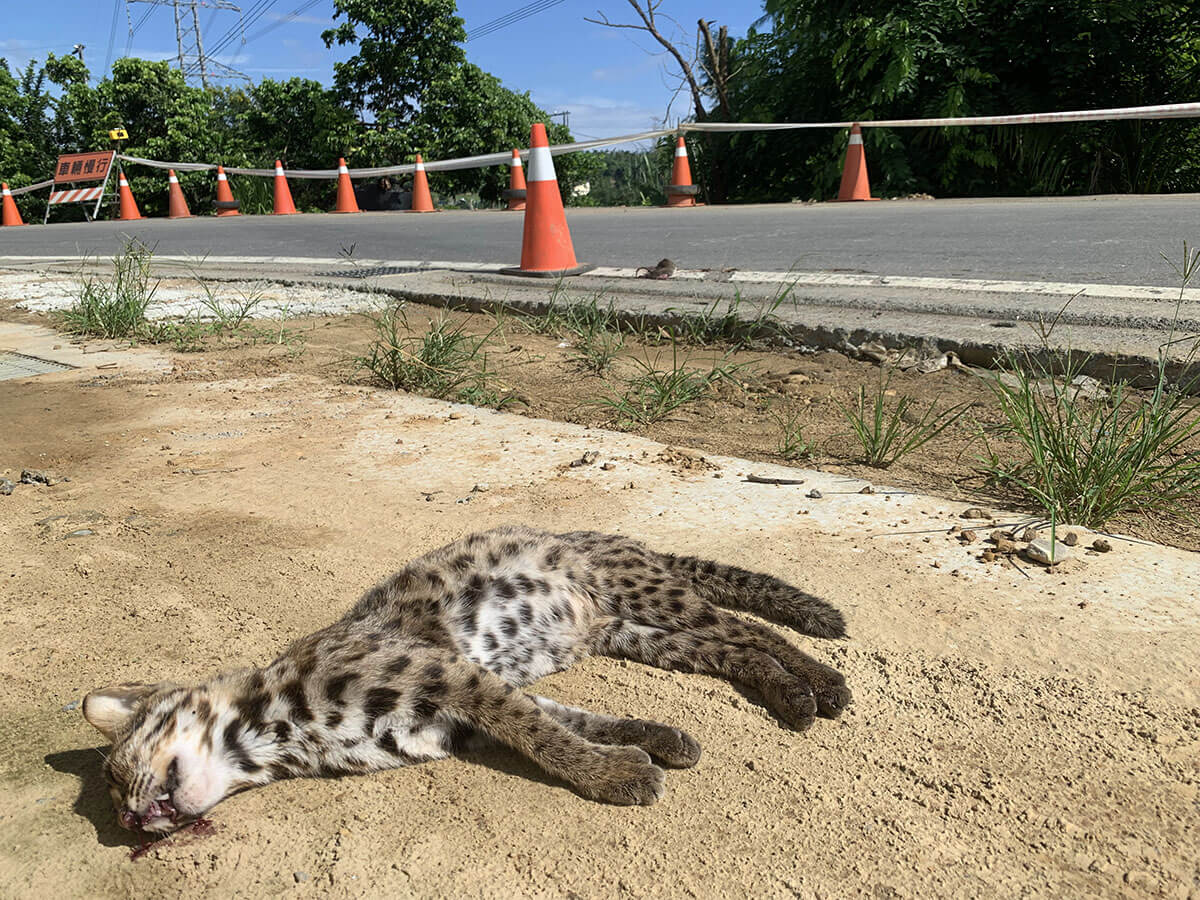 雄性石虎路殺事件多在秋冬季，可能為年輕個體擴散及尋覓配偶；雌性石虎則在春夏季遭路殺比例較高，可能與繁殖季能量需求高，因此頻繁獵食或攜帶小石虎移動有關（圖為雌性個體，林育秀攝）