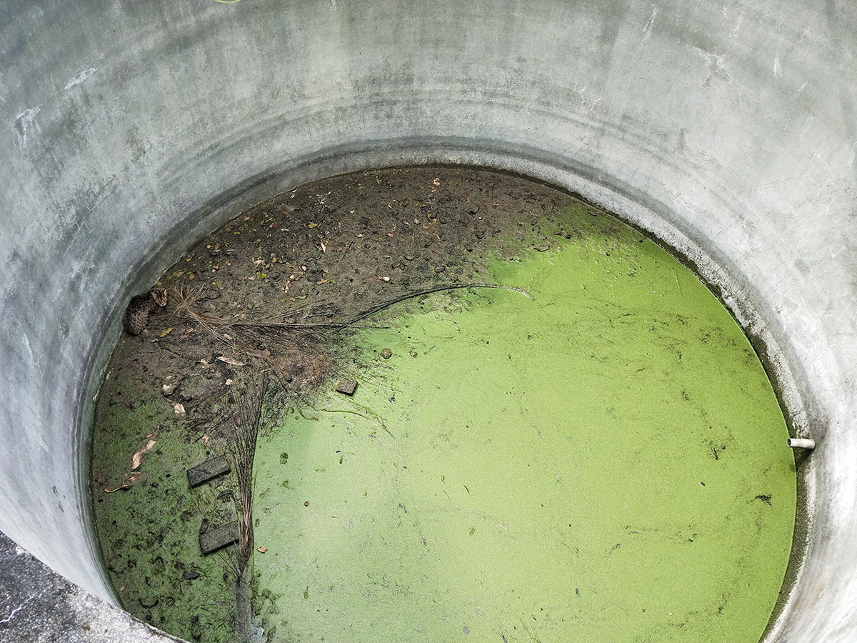 廢棄蓄水池、水井等人工結構物因壁面平滑且垂直，讓石虎掉落無法逃脫而死亡（盧俊輔攝）