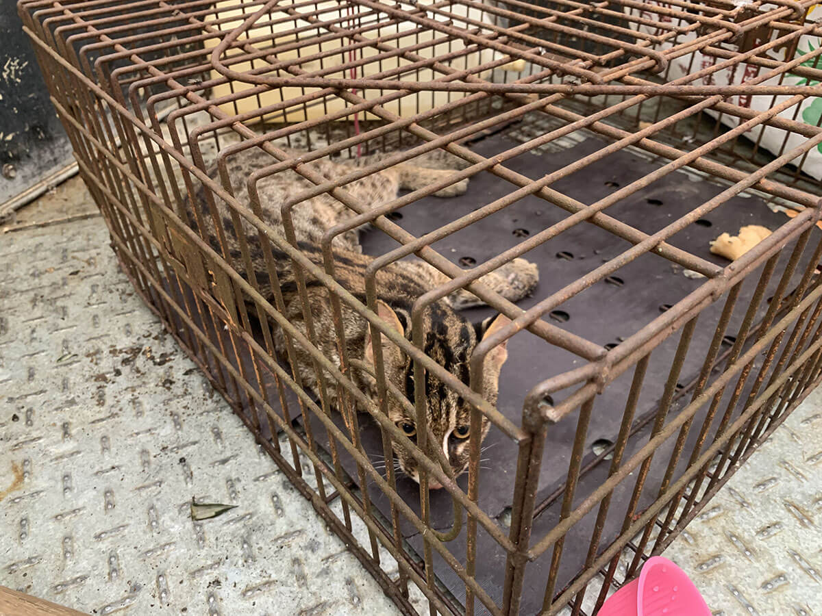 石虎分布範圍多為淺山的農耕地，部分放養家禽的農戶因遭石虎或其他食肉目動物偷獵而損失，以陷阱、毒餌或請獵人捕捉、用狗追趕等方式移除。推估死亡個體數可能高於路殺個體（林育秀攝）