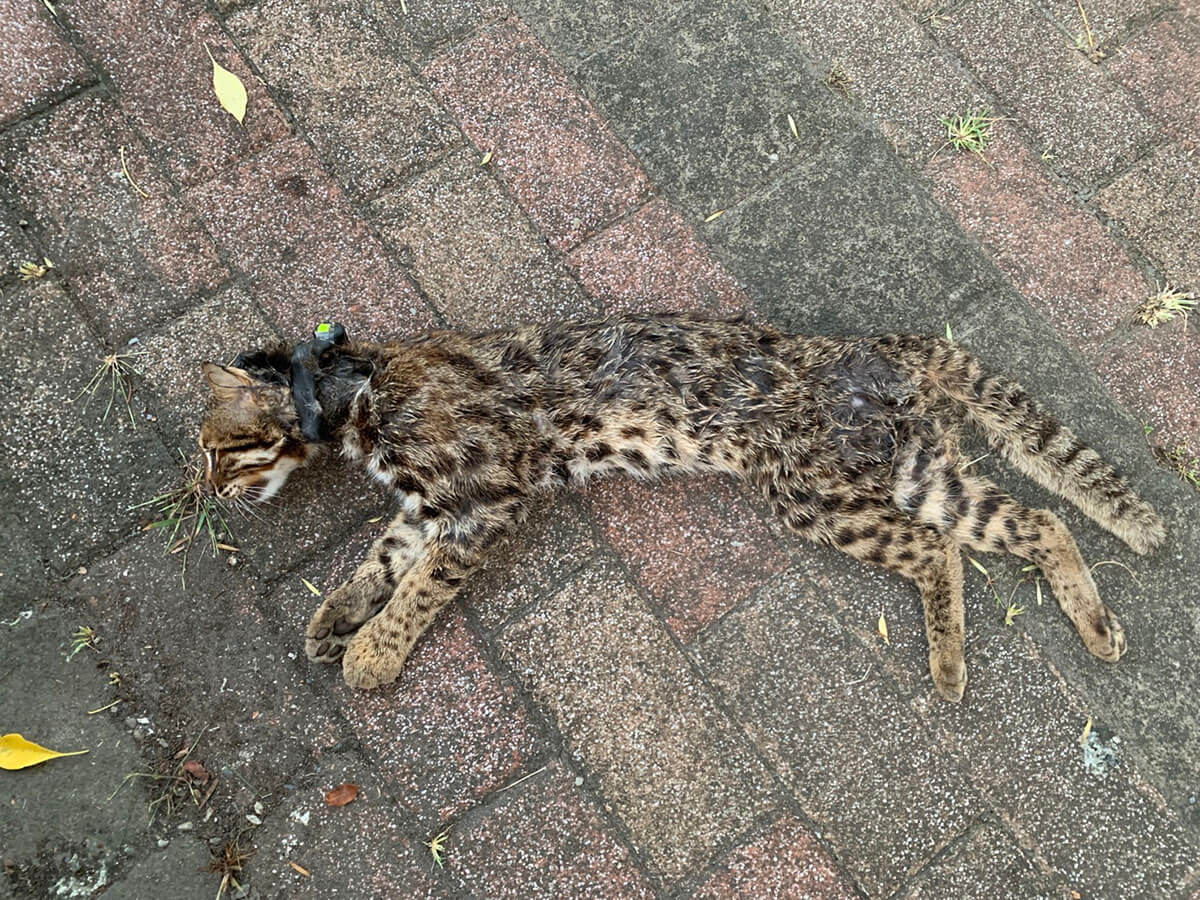 遊蕩犬的存在是石虎生存主要威脅之一，近年來有不少石虎遭受犬殺的案例發生。在石虎出沒的地點，同時也觀察到不少犬貓的紀錄，連帶造成食物競爭、掠食和疾病傳染的威脅（池炎城攝）