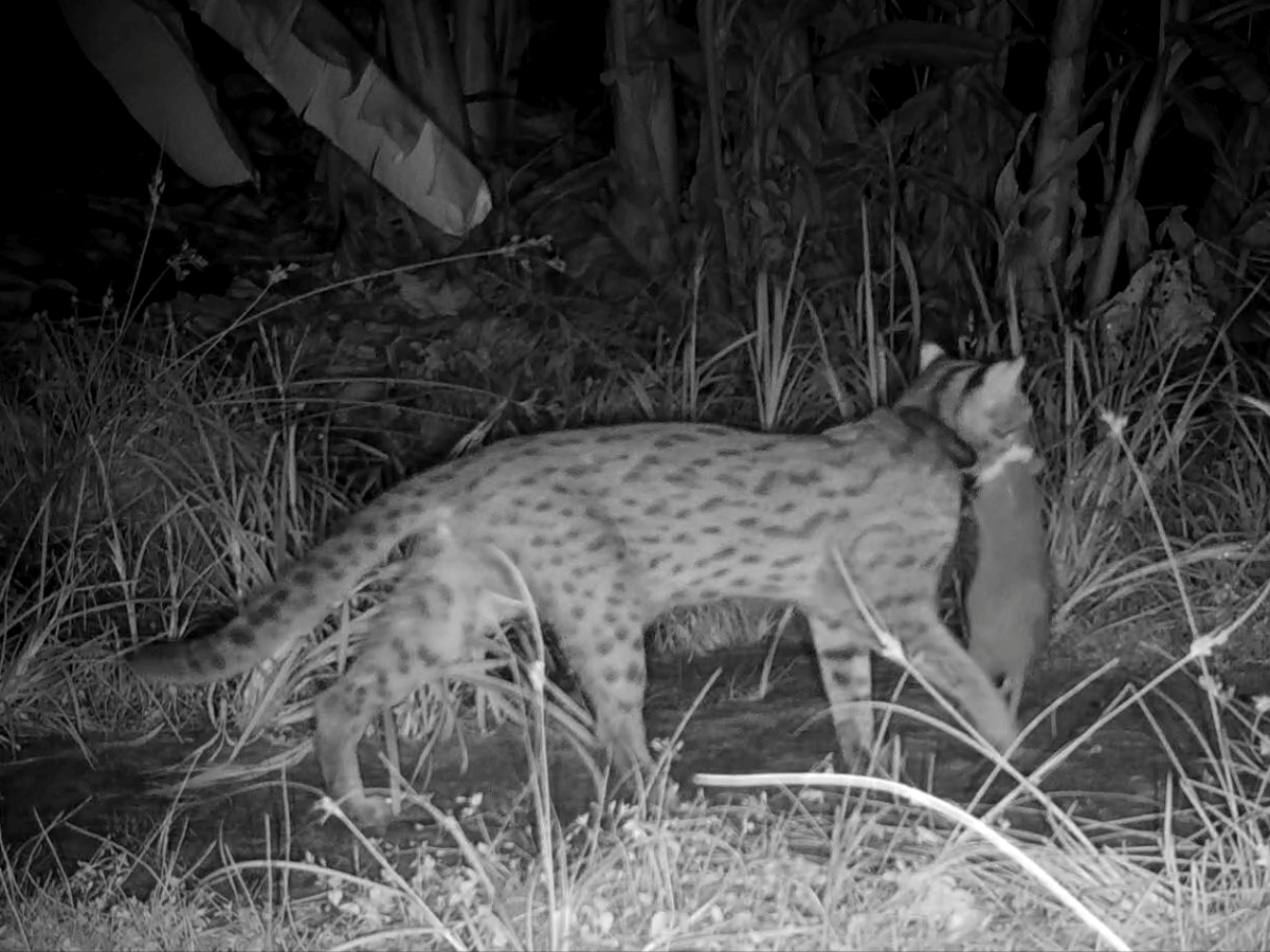 石虎主要食物為鼠類，也會取食其他小型哺乳動物、鳥、青蛙、蜥蜴、魚及昆蟲等，是臺灣淺山生態系食物網的頂級消費者。但慣行農業為減少病蟲草鼠害，大量使用農藥、除草劑及滅鼠藥，對生態系統帶來極大的負面衝擊（改自特有生物研究保育中心提供影像）
