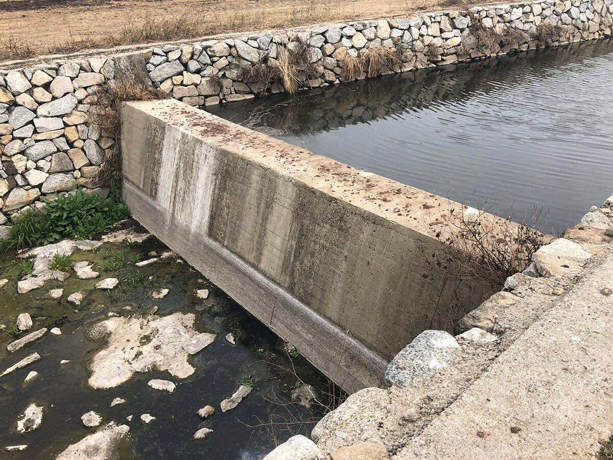 水獺會利用各種形式的水道作為主要移動。涵洞設計不佳、水道植物如布袋蓮過多、水壩或攔水堰坡度過陡及斷面過高…等水道受阻情形，將提高水獺穿越馬路受撞擊致死的機會（洪佩琦攝）