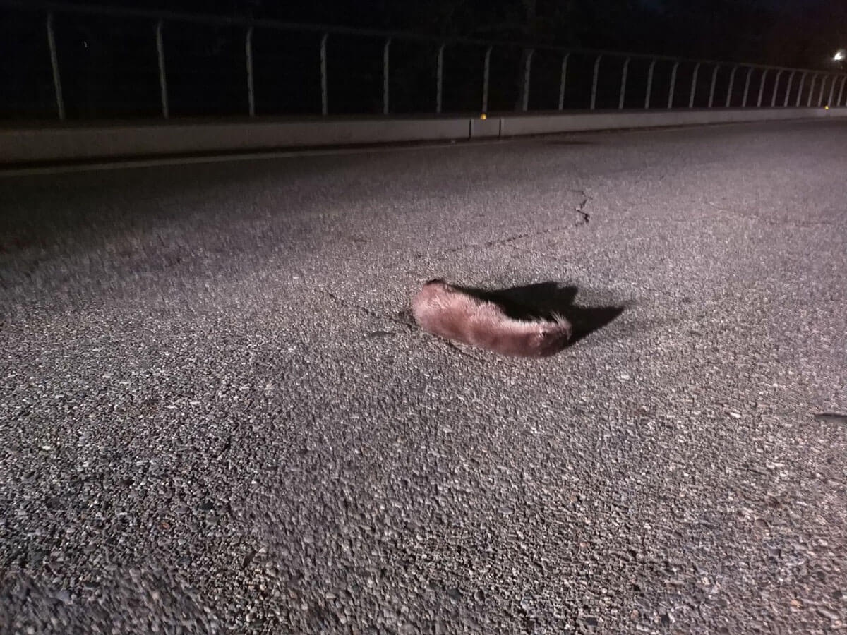 水獺常因領域競爭或尋找食物而遷徙移動，每年9月至隔年4月亦是繁殖季與幼獺探索期。駕駛人沒有注意路面情形，讓穿越馬路的水獺不幸路殺（鄭向廷攝）