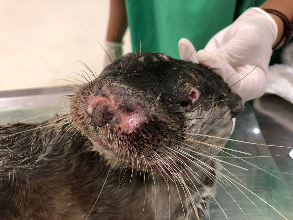 遊蕩犬貓會與水獺爭奪地盤與食物，牠們與水獺同屬食肉目動物，如遭受攻擊，狂犬病、犬貓小病毒、貓瘟等疾病可能對水獺生存造成極大威脅（洪佩琦攝）