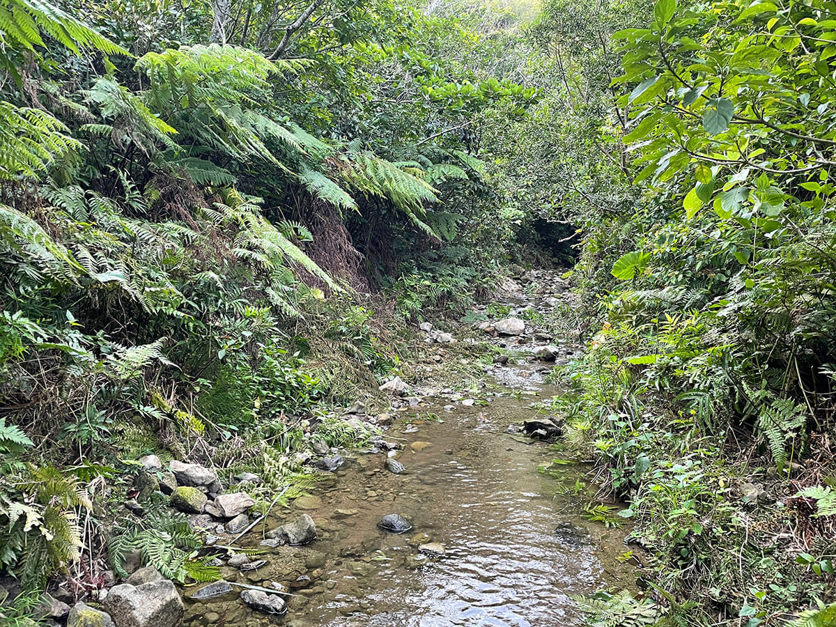 完整的森林環境對維持狐蝠族群是重要且必需之因素（林清隆攝）