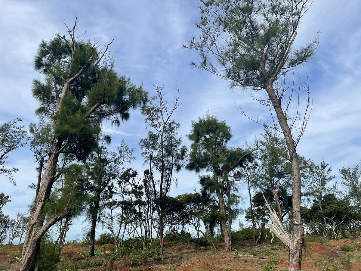 過去綠島是臺灣狐蝠主要的棲息地，有穩定的族群存在，臺灣東部及其他離島皆為零星分布紀錄。1970年代綠島進行大規模木麻黃造林作業，大面積取代當地原生桑科榕屬植物，導致狐蝠棲所與食物資源減少，又發生大量盜捕事件，更加速綠島族群數量下降，幾近消失（林清隆攝）