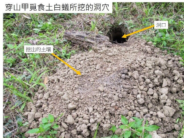 穿山甲的覓食洞穴。冬季和春季較容易發現中華穿山甲的覓食洞穴（孫敬閔攝）