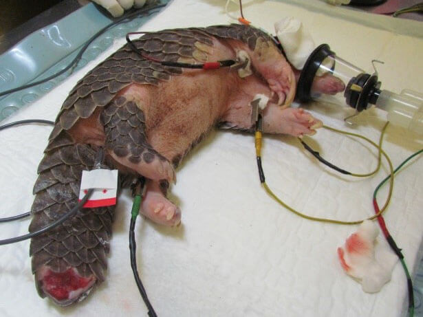 2020年彙整近十年來全臺野生動物收容中心之穿山甲創傷病例，犬隻攻擊致傷成為主要原因，且為臺灣北中南部的穿山甲創傷原因首位，顯示淺山的自由活動犬隻近年來的危害情況惡化。犬隻攻擊常造成穿山甲尾部創傷或缺損，影響日後爬樹、挖掘、防禦及育幼的能力（孫敬閔攝）