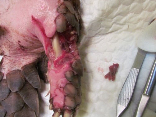 獵具是穿山甲常見的創傷原因，常見的創傷位置在四肢，獸鋏是造成創傷的主要獵具（孫敬閔攝）