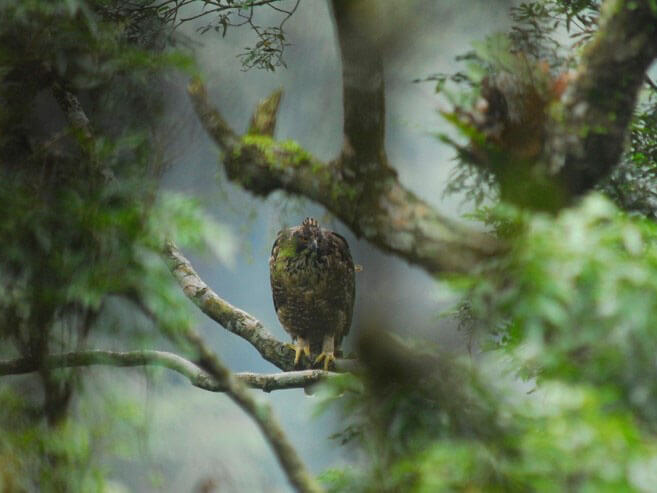 熊鷹常停棲在視野良好的大樹枝條上，伏擊捕捉臺灣獼猴、山羌、松鼠等大小獵物，是森林生態系的頂級消費者。其覓食策略主要為坐等型，相較於主動搜尋獵物的林鵰與大冠鷲有較少的滯空飛行時間（黃永坤攝）