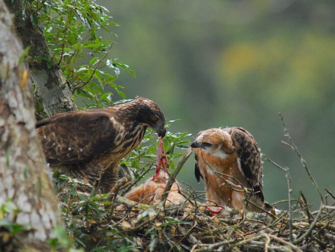 熊鷹是大型猛禽，性成熟時間長、族群補充率較低（黃永坤攝）
