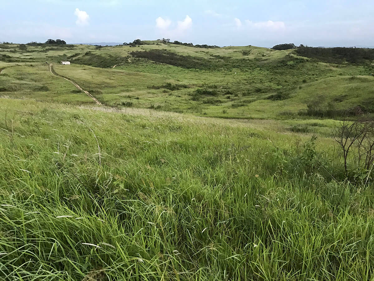 草鴞繁殖季為9月至隔年4月，喜好在草生地、演替早期的鑲嵌棲地（曾翌碩攝）